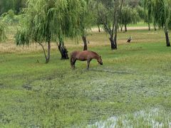 -泸沽湖国家级风景名胜区走婚桥