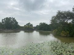 -大湾区中央湿地公园