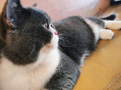 -猫猫幼稚园·撸猫·桌游·电玩