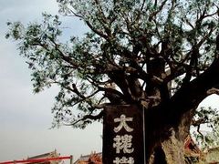 -大槐树寻根祭祖园