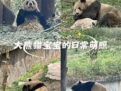 -中国大熊猫保护研究中心雅安碧峰峡基地