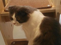 -飞行喵MR PILOT|猫舍·猫咖(静安大融城店)