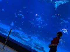 -烟台海昌鲸鲨海洋公园