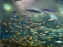 -上海海洋水族馆