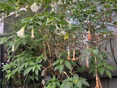 -正佳雨林生态植物园