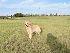 -翊宠yipet猫狗购宠庄园犬舍•猫舍