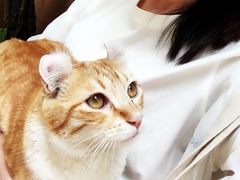-久馆NineHouse