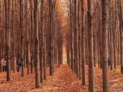 -羊亭河湿地公园