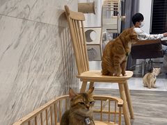 -楼上猫咖(罗湖店)