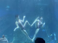 -海合安成都极地海洋公园
