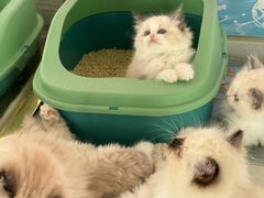 -糯米喵星人总部直营旗舰店·猫舍·幼猫出售