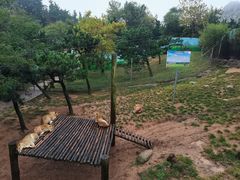 -西霞口神雕山野生动物世界