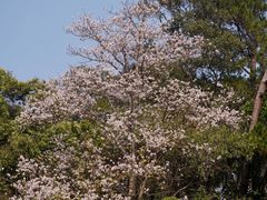 -清迈女子监狱马杀鸡(无分店)