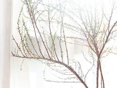 -双季花艺园艺市场(浦东店)