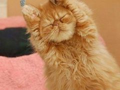 -聚盛源蒸汽海鲜火锅烤肉自助(巨川金海岸购物广场店)