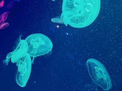 -成都浩海立方海洋公园