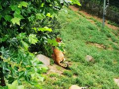 -西霞口神雕山野生动物世界