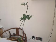 -仰生如卉推拿养生馆(酒仙桥店)