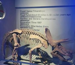 -恐龙探索乐园(磁器口店)