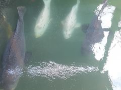 -蓝湾碧波·老字号·疍家非遗海上餐厅