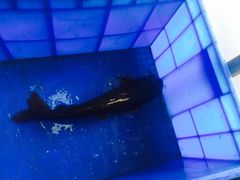 -鱼美人烤鱼坊