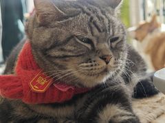 -平行世界·猫咖(首经贸店)