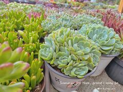 -三圣花乡旅游区