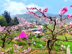 -桃源山庄·水蜜桃采摘·柴火鸡·烧烤团建(龙泉山店)