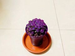 -双季花艺园艺市场(浦东店)