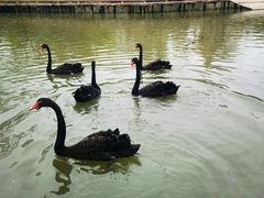 -溱湖国家湿地公园