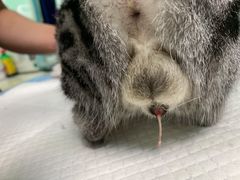 -美联众合动物医院·24h京西诊疗中心