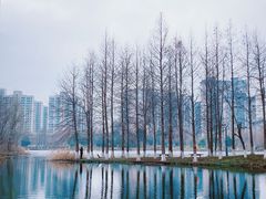 -洋湖国家湿地公园