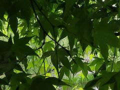 -上海共青森林公园