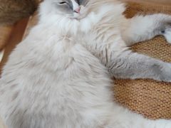 -滚猫咖啡·猫咖·猫友好撸猫(未来城店)