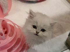 -糯米喵星人总部直营旗舰店·猫舍·幼猫出售