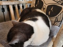 -海边的猫和咖啡馆