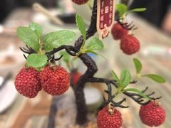 -椿记烧鹅(北门店)