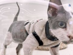 -1013 PET SHOP精品宠物商店(丁香店)