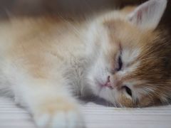 -猫咪派对(江南西店)