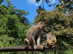 -西双版纳原始森林公园