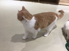 -藏猫猫咖啡主题馆(中央大道店)