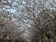 -高东镇樱花园