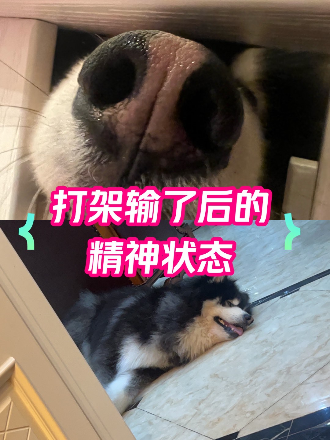 阿拉斯加犬打架实力图片