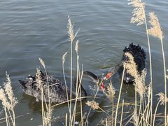-盐城丹顶鹤湿地生态旅游区