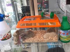 -曲阳花鸟市场(曲阳路店)