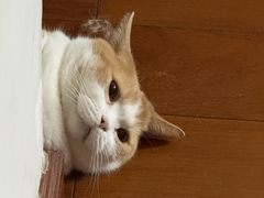 -破店肥哈·东北烧烤(南山保利店)