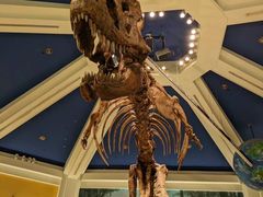 -奥兰多迪士尼动物王国乐园