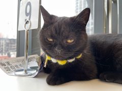 -怪兽屋·羊驼·猫咖·狗咖(俊华广场店)