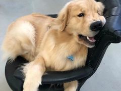 -康乐宝动物医院