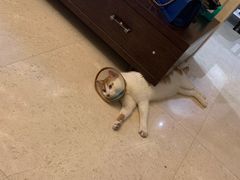 -关爱宠物医院·猫科中心·消化科(滨湖万达分院)